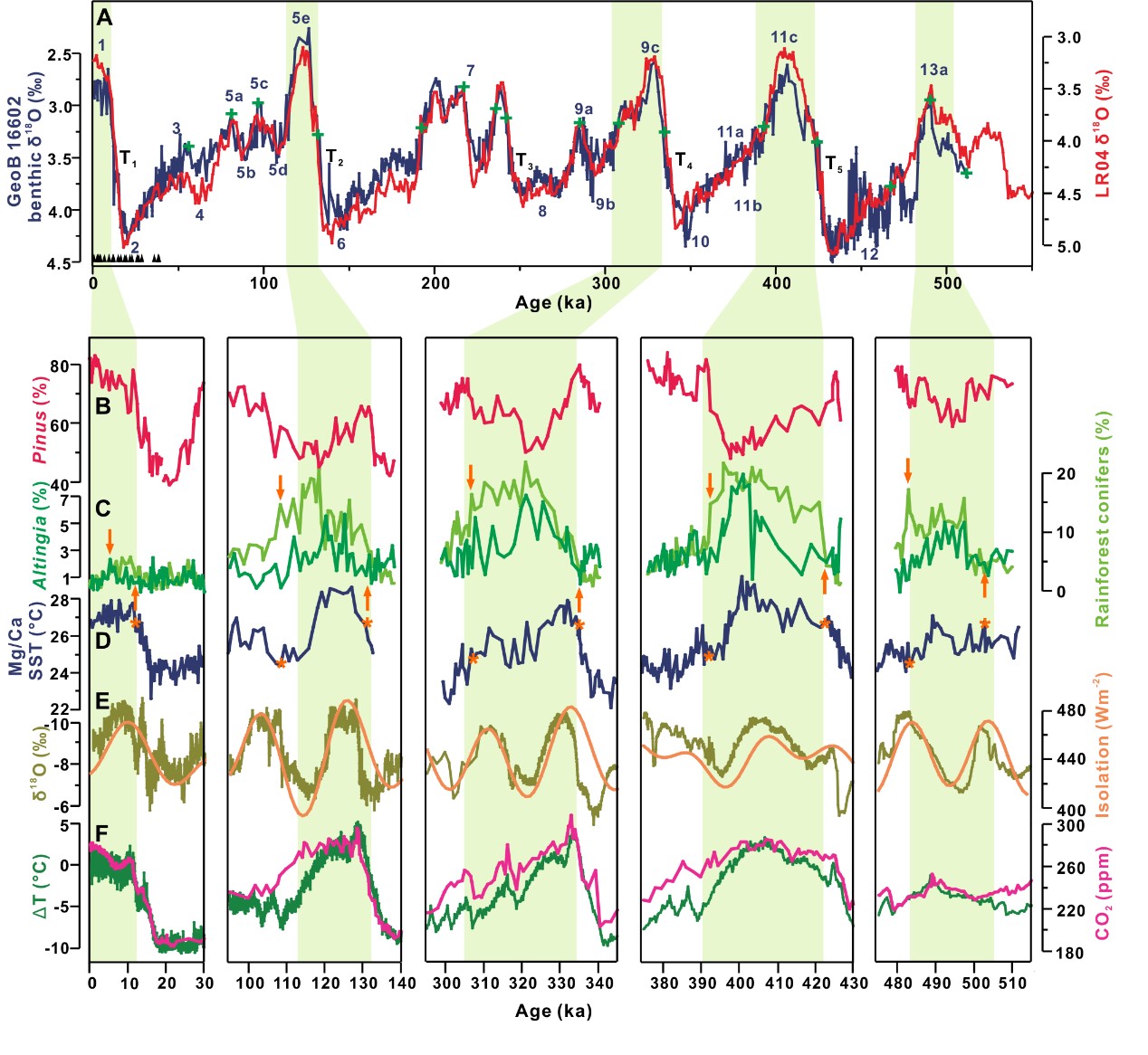 图1. 各间冰期最盛期的植被与气候记录的变化系列。A: 年龄控制框架:基于18个碳同位素测年(左下黑色三角)与底栖有孔虫氧同位素曲线比较(绿十字符)B、C: 主要成分的花粉百分比曲线;D: Mg/Ca比指示的海表温度曲线:橘色箭头与星号分别指示间冰期植被的增长与消减时间; E. 石笋δ 18O 显示的亚洲季风(褐绿)与北纬65°夏至太阳辐射量;F: 南极温度异常值和CO2浓度(EPICA Dome C 冰芯). 图1. 各间冰期最盛期的植被与气候记录的变化系列。A: 年龄控制框架:基于18个碳同位素测年(左下黑色三角)与底栖有孔虫氧同位素曲线比较(绿十字符)B、C: 主要成分的花粉百分比曲线;D: Mg/Ca比指示的海表温度曲线:橘色箭头与星号分别指示间冰期植被的增长与消减时间; E. 石笋δ 18O 显示的亚洲季风(褐绿)与北纬65°夏至太阳辐射量;F: 南极温度异常值和CO2浓度(EPICA Dome C 冰芯).