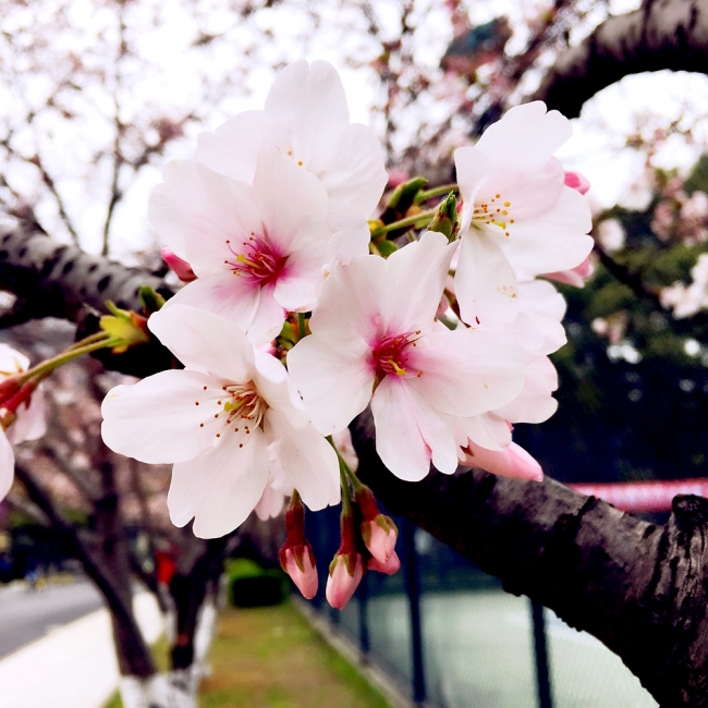 微信图片_20170401100959_副本 微信图片_20170401100959_副本