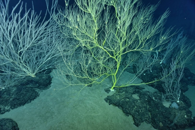 海山顶上巨大冷水珊瑚