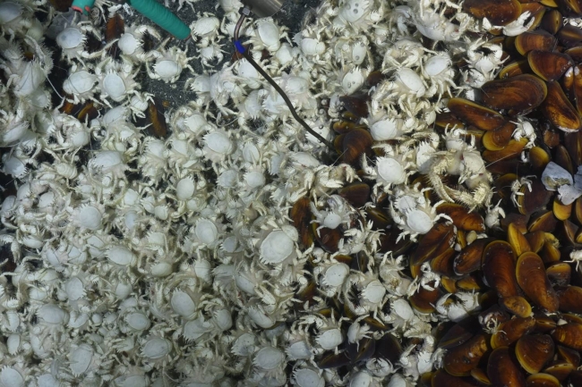 冷泉生物与流体采样